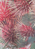 Raffal</p>Hakea</p>(Pink)
